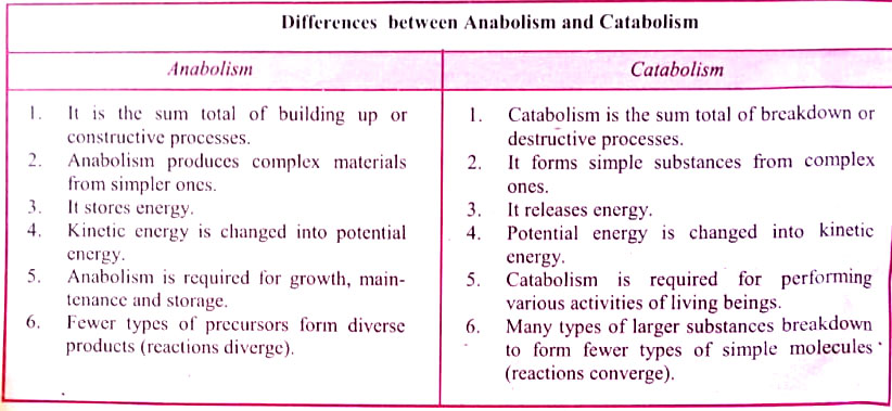 Differences between Anabolism and Catabolism